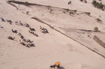 Camellos vistos desde el aire, Douz, Túnez