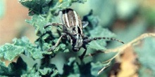 Longicornio zapador (Dorcadion martinezi)