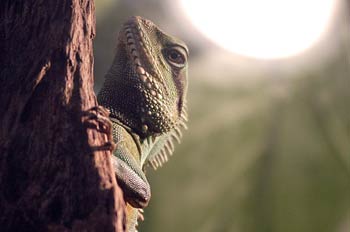 Iguana