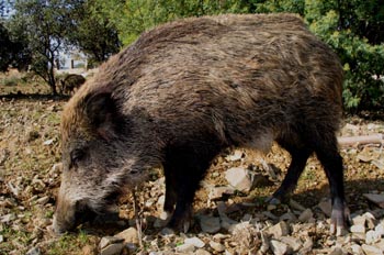 Jabalí, Extremadura