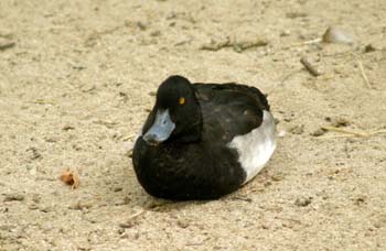 Porrón moñudo (Aythya fuligula)