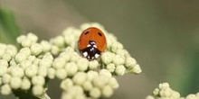 Mariquita (Coccinela septempunctata)