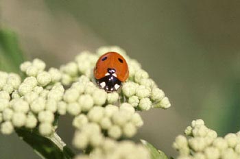 Mariquita (Coccinela septempunctata)