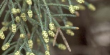 Ciprés de Arizona - Flores (Cupressus arizonica)