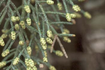 Ciprés de Arizona - Flores (Cupressus arizonica)