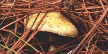 Agaricus sp.