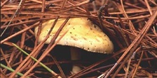 Agaricus sp.