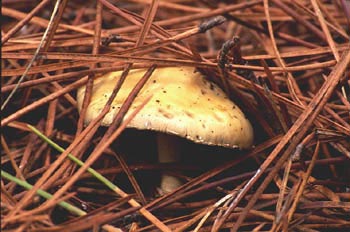 Agaricus sp.