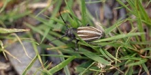 Longicornio zapador (Dorcadion fuliginator)