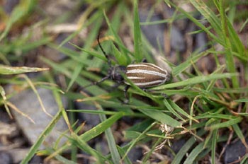 Longicornio zapador (Dorcadion fuliginator)