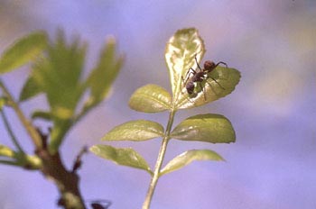 Hormiga del bosque (Formica rufa)