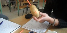 Experimento patata