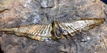 Acrospirifer pellicoi (Braquiópodo) Carbonífero