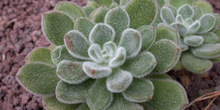 Calanchoe (Kalanchoe tomentosa)