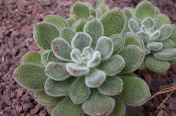 Calanchoe (Kalanchoe tomentosa)