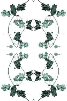Simetría de la rama de lúpulo en verdes grisáceos