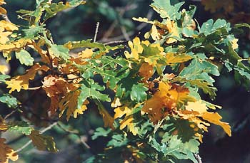 Rebollo / melojo - Hoja (Quercus pyrenaica)
