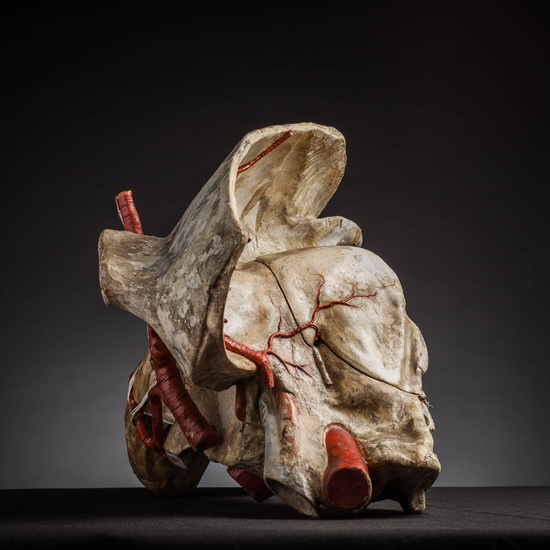 IES_CARDENALCISNEROS_ANATOMIA_MODELOS_132