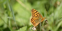 Sofía (Issoria lathonia)