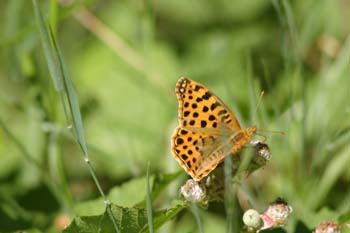 Sofía (Issoria lathonia)