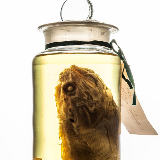 IES_SANISIDRO_MUSEO_BOTES_024