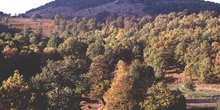 Rebollo / melojo - Bosque (Quercus pyrenaica)