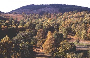 Rebollo / melojo - Bosque (Quercus pyrenaica)