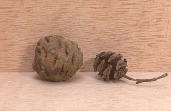 Metasequoia occidentalis (Planta-Conífera) Paleoceno