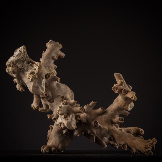 IES_SANISIDRO_BIOLOGIA_450