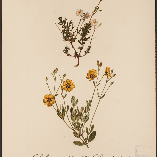 IES_CARDENALCISNEROS_HERBARIO_30 24