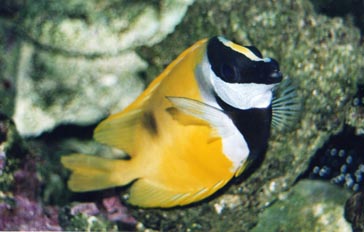 Pez conejo (Lo vulpinis)