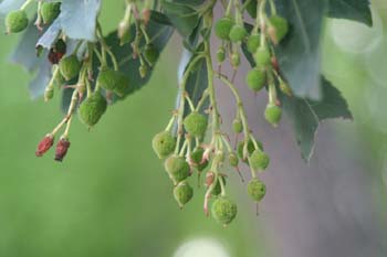 Madroño - Fruto (Arbutus unedo)