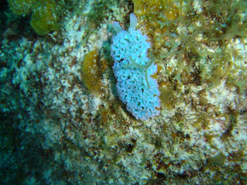 Babosa marina (Opistobranquio )