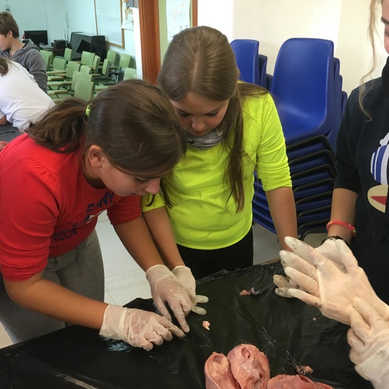 2016-11-09_DISECCION OJO CORDERO (26)