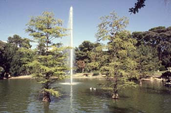 Cipres de los pantanos (Taxodium distichum)