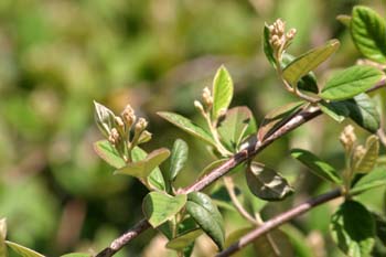 Espino de fuego (Pyracantha coccinea)