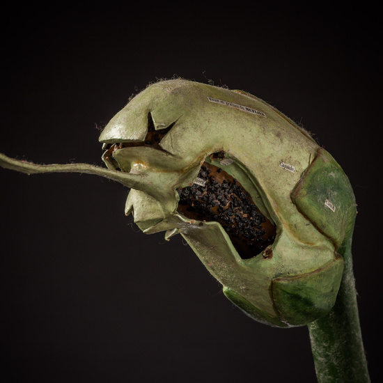 IES_ISABELLACATOLICA_BIOLOGIA_086