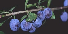 Endrino (Prunus spinosa)