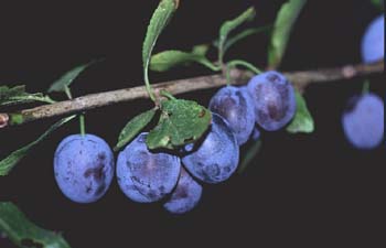 Endrino (Prunus spinosa)