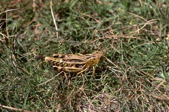 Saltamontes de montaña (Podisma pedestris)