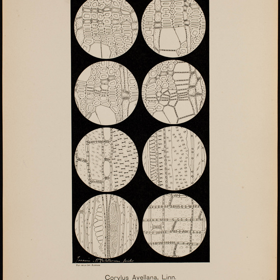 IES_CARDENALCISNEROS_BOTÁNICA_II_LÁMINAS_054