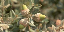 Encina - Bellota (Quercus ilex)