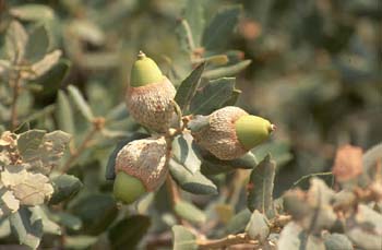 Encina - Bellota (Quercus ilex)