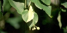 Tilo de hoja pequeña - Hoja (Tilia cordata)