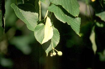 Tilo de hoja pequeña - Hoja (Tilia cordata)