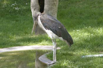 Marabú africano (Leptoptilus crumeniferus)