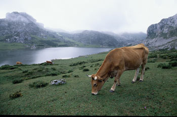 Vaca en Lagos de Covadonga, Asturias