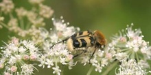 Cetónido avispa (Trichus fasciatus)