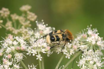 Cetónido avispa (Trichus fasciatus)