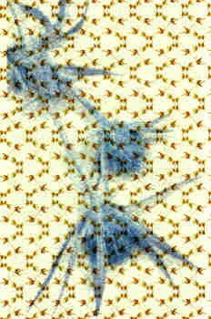 Estampado sobre flor